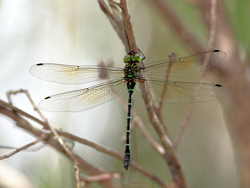 Australian Green-striped Darner photo 2