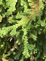 Selaginella pallescens
