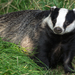 Eurasian Badger - Photo (c) hehaden (away for a week), some rights reserved (CC BY-NC)
