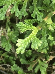 Selaginella pallescens