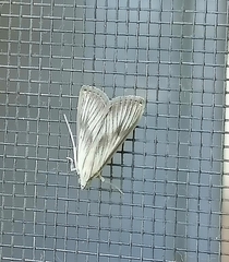 Palpita flegia