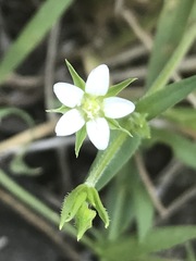 Arenaria lanuginosa