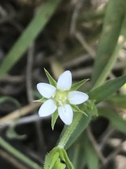 Arenaria lanuginosa