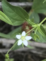 Arenaria lanuginosa