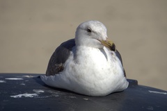 Larus occidentalis