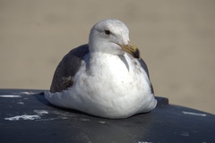 Larus occidentalis