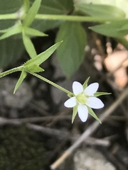 Arenaria lanuginosa