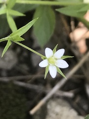 Arenaria lanuginosa