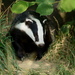 Eurasian Badgers - Photo (c) Peter Trimming, some rights reserved (CC BY)