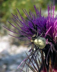 Misumenoides