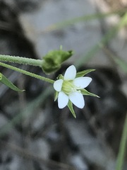 Arenaria lanuginosa