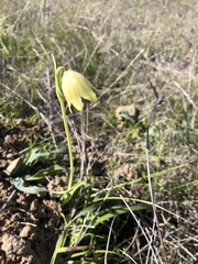 Fritillaria biflora biflora