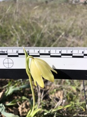 Fritillaria biflora biflora