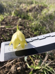 Fritillaria biflora biflora