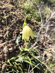 Fritillaria biflora biflora