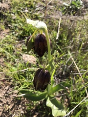Fritillaria biflora biflora