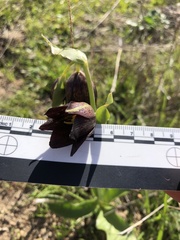 Fritillaria biflora biflora