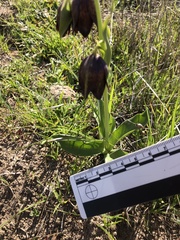 Fritillaria biflora biflora