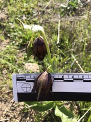 Fritillaria biflora biflora