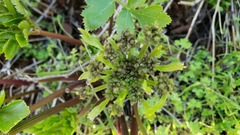 Tauschia hartwegii