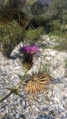 Cirsium bicentenariale