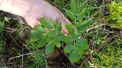 Tauschia hartwegii
