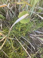 Conradina verticillata