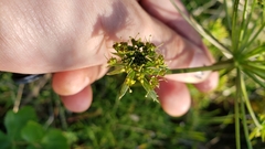 Tauschia hartwegii