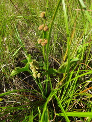 Sagittaria australis