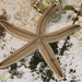 Gray Sea Star - Photo (c) bathyporeia, some rights reserved (CC BY-NC-ND)
