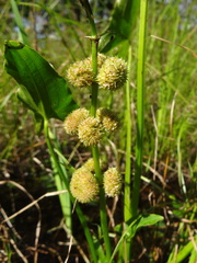 Sagittaria australis