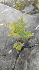 Cheilanthes leucopoda