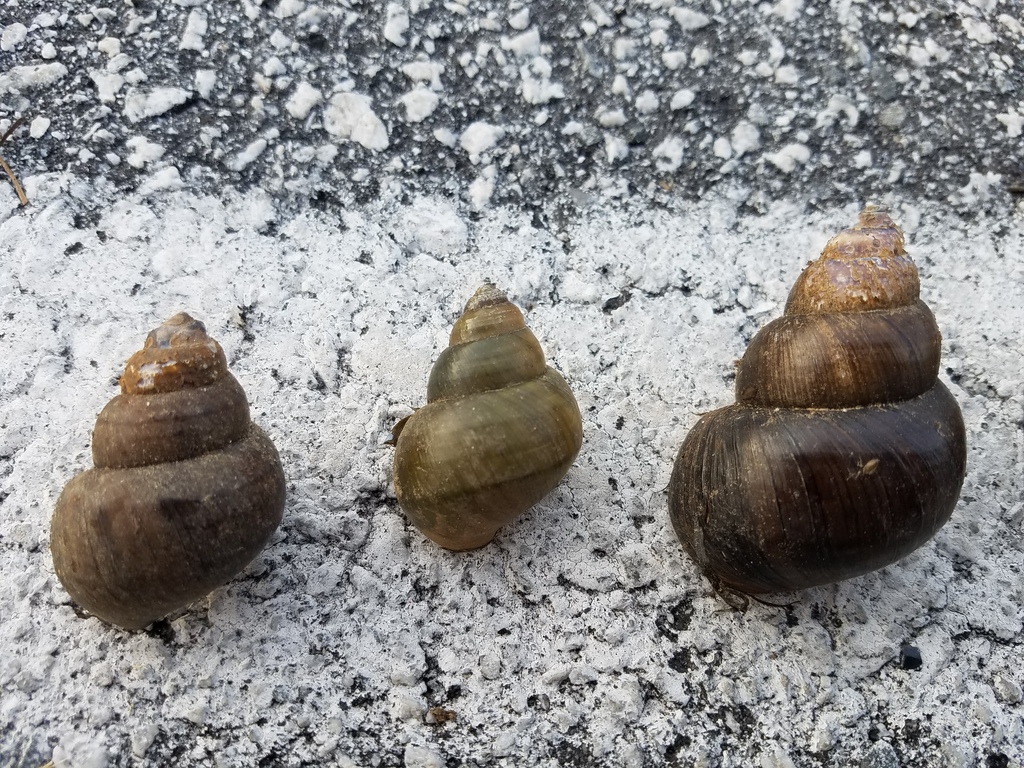 Japanese Mystery Snail from Lake Greenwood State Park, Greenwood County ...