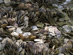 Isognomon alatus