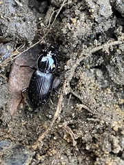 Pterostichus mutus