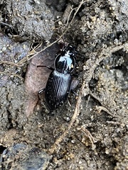 Pterostichus mutus