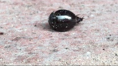 Ceratocanthinae