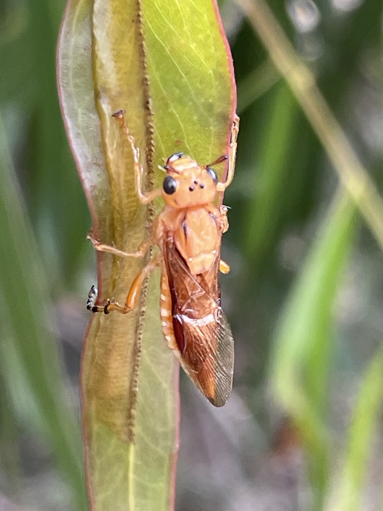 Pseudoperga lewisii