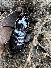 Pterostichus mutus