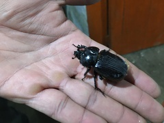 Phileurus
