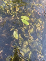 Potamogeton amplifolius