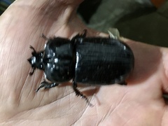 Phileurus