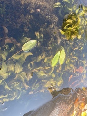 Potamogeton amplifolius
