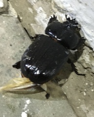 Phileurus