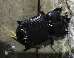 Phileurus