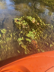 Potamogeton amplifolius