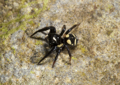 Corythalia sulphurea