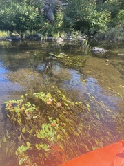 Potamogeton amplifolius