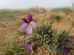 Viola trinervata