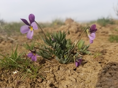 Viola trinervata